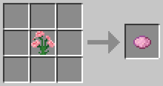 Carnation