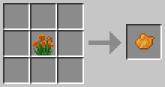 Kalanchoe